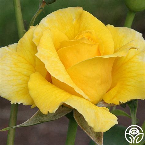 midas touch roses|Midas Touch Rose .